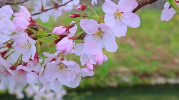 Közelről Sakura Cherry Blossom Japánban — Stock videók