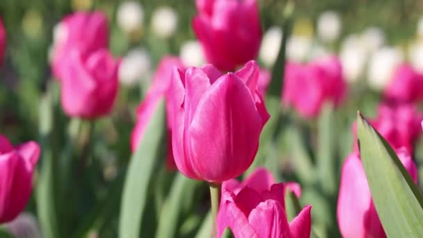 Beautiful Pink Tulips Flowers Tulip Fields Growing Crops Close Style — Stock Video