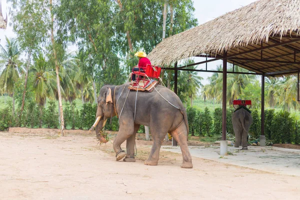 Espectáculo de elefantes y turismo de recogida para viajar en Suanthai pattaya — Foto de Stock