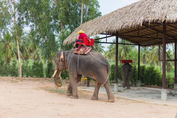 Salon de l'éléphant et tourisme de ramassage pour les voyages à Suanthai pattaya — Photo