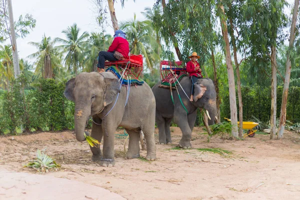 Espectáculo de elefantes y turismo de recogida para viajar en Suanthai pattaya — Foto de Stock