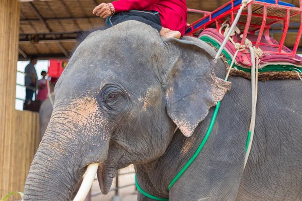 Salon de l'éléphant et tourisme de ramassage pour les voyages . — Photo
