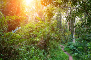 İlkbaharda mistik orman. 