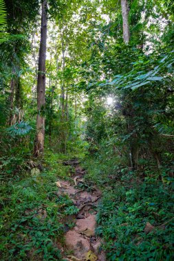 İlkbaharda mistik orman.  