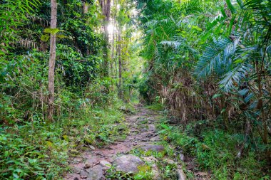 İlkbaharda mistik orman.  