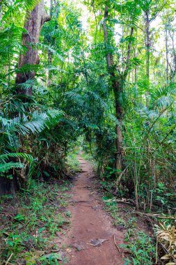 İlkbaharda mistik orman. 