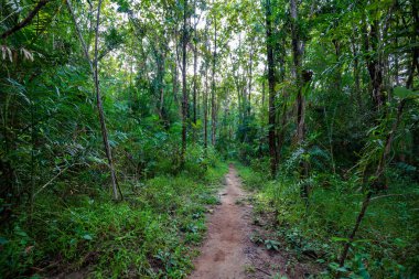 İlkbaharda mistik orman.  