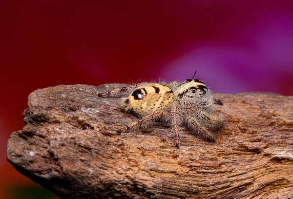 Žena Phidippus Mystaceus Skákání Pavouk Dřevo Přírodě — Stock fotografie
