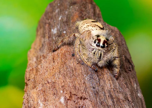 Žena Phidippus Mystaceus Skákání Pavouk Dřevo Přírodě — Stock fotografie