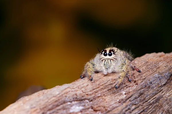 Female Phidippus Mystaceus Jumping Spider Timber Nature — Stock Photo, Image
