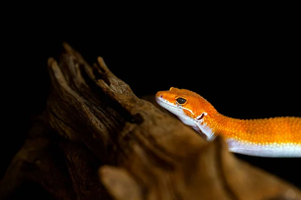 Leopard Gecko Lizard Close Macro Cute Leopard Gecko Portrait Eublepharis — Stock Photo, Image