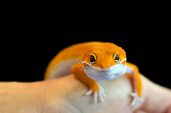 Leopard Gecko Lizard Close Macro Cute Leopard Gecko Portrait Eublepharis — Stock Photo, Image