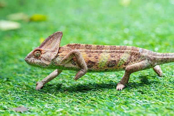 Kameleon Welurowy Chamaeleo Calyptratus Lesie Tle Przyrody — Zdjęcie stockowe