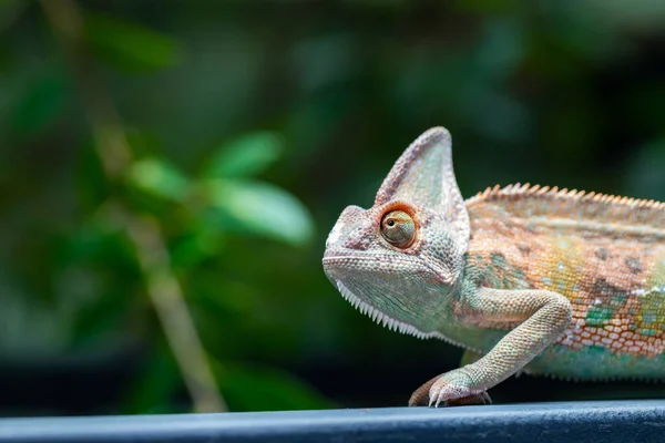 Fátyolos Kaméleon Chamaeleo Calyptratus Erdőben Természet Hátterében — Stock Fotó