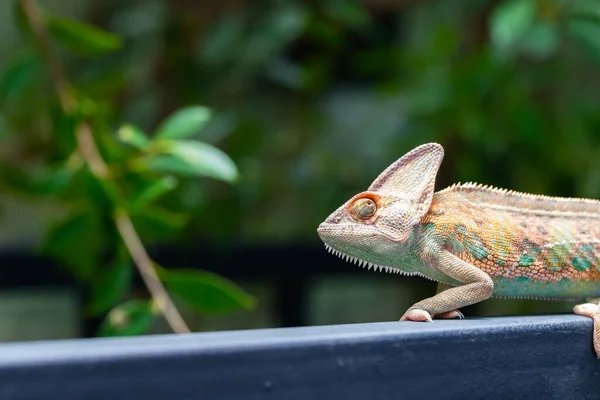 Kameleon Welurowy Chamaeleo Calyptratus Lesie Tle Przyrody — Zdjęcie stockowe