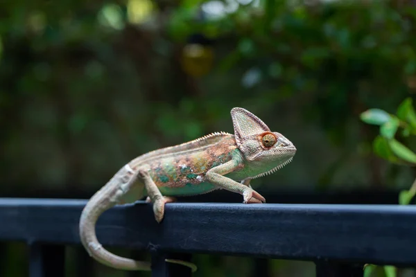 Kameleon Welurowy Chamaeleo Calyptratus Lesie Tle Przyrody — Zdjęcie stockowe