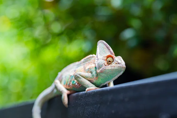 Kameleon Welurowy Chamaeleo Calyptratus Lesie Tle Przyrody — Zdjęcie stockowe