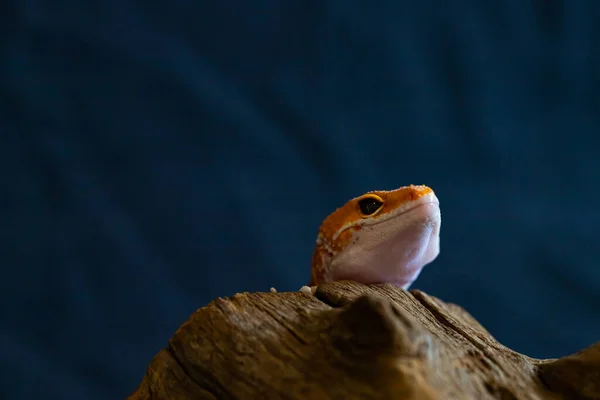 Leopard Gecko Ještěrka Zavřít Makro Roztomilý Portrét Leoparda Gekona Eublepharis — Stock fotografie