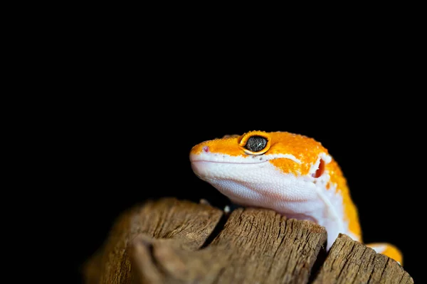 도마뱀붙이 도마뱀입니다 매크로를 가까이 Cute Leopard Gecko Portrait Eublepharis Macularius — 스톡 사진