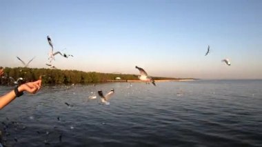 Bang Pu Dinlenme Merkezi 'nde gün batımında martıların manzara manzarası körfez kıyısında bir tatil köyüdür.
