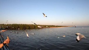 Bang Pu Dinlenme Merkezi 'nde gün batımında martıların manzara manzarası körfez kıyısında bir tatil köyüdür.