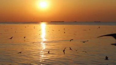 Bang Pu Dinlenme Merkezi 'nde gün batımında martıların manzara manzarası körfez kıyısında bir tatil köyüdür.