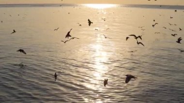 Bang Pu Dinlenme Merkezi 'nde gün batımında martıların manzara manzarası körfez kıyısında bir tatil köyüdür.