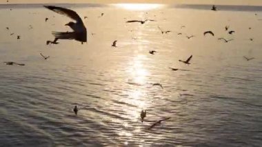 Bang Pu Dinlenme Merkezi 'nde gün batımında martıların manzara manzarası körfez kıyısında bir tatil köyüdür.