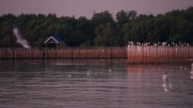 Bang Pu Dinlenme Merkezi 'nde gün batımında martıların manzara manzarası körfez kıyısında bir tatil köyüdür.
