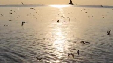 Bang Pu Dinlenme Merkezi 'nde gün batımında martıların manzara manzarası körfez kıyısında bir tatil köyüdür.
