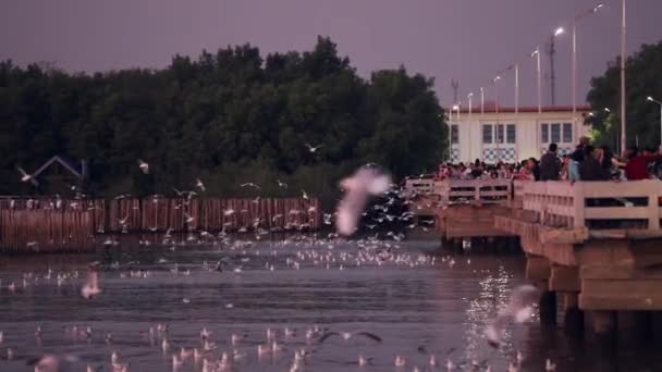 Samut Prakan Thailand December 2019 Traveler Sightseeing Seagulls Flying Bangpu — Stock Video