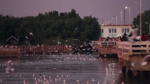 Samut Prakan Thailand December 2019 Traveler Sightseeing Seagulls Flying Bangpu — Stock Video