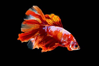 Güzel bahis, yarım ay siyam betta balığını görkemlendirir. Siyah arka planda hareket halindeki balıklarla savaşmak.