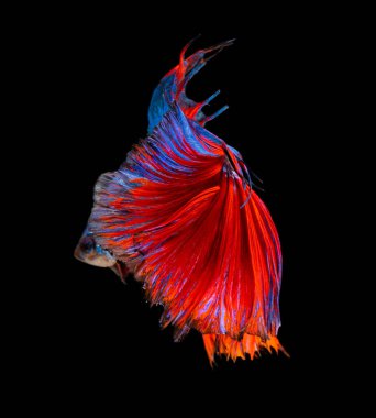 Güzel bahis, yarım ay siyam betta balığını görkemlendirir. Siyah arka planda hareket halindeki balıklarla savaşmak.