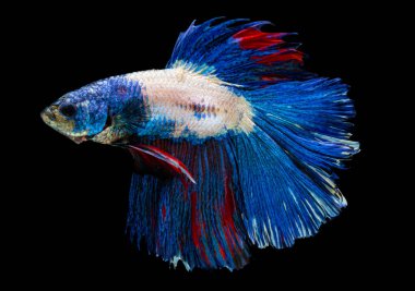 Güzel bahis, yarım ay siyam betta balığını görkemlendirir. Siyah arka planda hareket halindeki balıklarla savaşmak.