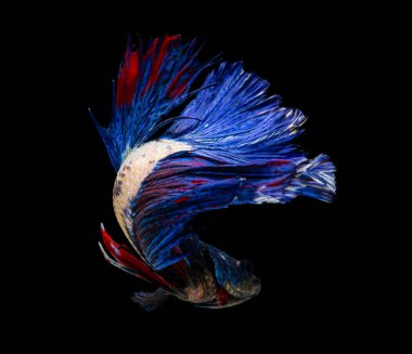 Güzel bahis, yarım ay siyam betta balığını görkemlendirir. Siyah arka planda hareket halindeki balıklarla savaşmak.