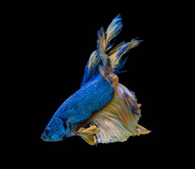 Güzel bahis, yarım ay siyam betta balığını görkemlendirir. Siyah arka planda hareket halindeki balıklarla savaşmak.