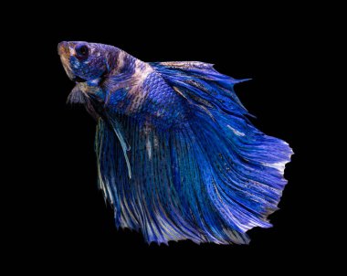 Güzel bahis, yarım ay siyam betta balığını görkemlendirir. Siyah arka planda hareket halindeki balıklarla savaşmak.