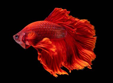 Güzel bahis, yarım ay siyam betta balığını görkemlendirir. Siyah arka planda hareket halindeki balıklarla savaşmak.