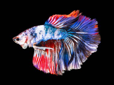 Güzel bahis, yarım ay siyam betta balığını görkemlendirir. Siyah arka planda hareket halindeki balıklarla savaşmak.