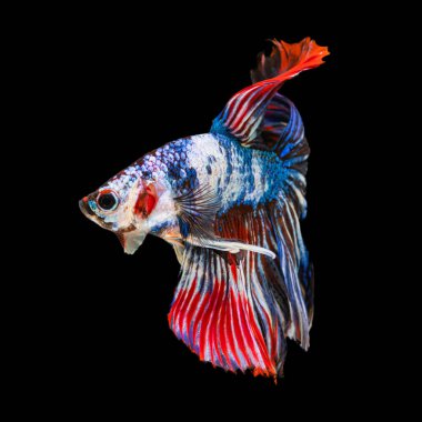 Güzel bahis, yarım ay siyam betta balığını görkemlendirir. Siyah arka planda hareket halindeki balıklarla savaşmak.