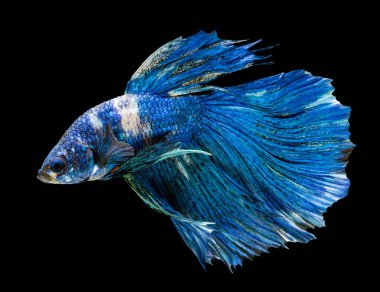 Güzel bahis, yarım ay siyam betta balığını görkemlendirir. Siyah arka planda hareket halindeki balıklarla savaşmak.