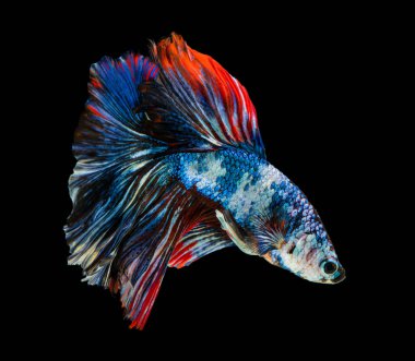 Güzel bahis, yarım ay siyam betta balığını görkemlendirir. Siyah arka planda hareket halindeki balıklarla savaşmak.