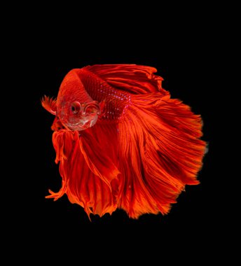 Güzel bahis, yarım ay siyam betta balığını görkemlendirir. Siyah arka planda hareket halindeki balıklarla savaşmak.