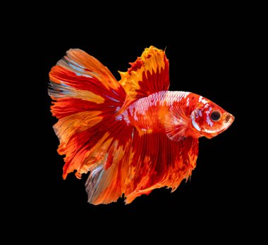 Güzel bahis, yarım ay siyam betta balığını görkemlendirir. Siyah arka planda hareket halindeki balıklarla savaşmak.