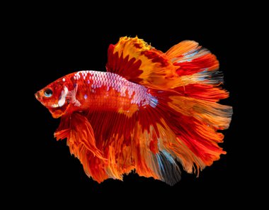 Güzel bahis, yarım ay siyam betta balığını görkemlendirir. Siyah arka planda hareket halindeki balıklarla savaşmak.