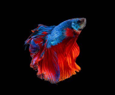 Güzel bahis, yarım ay siyam betta balığını görkemlendirir. Siyah arka planda hareket halindeki balıklarla savaşmak.