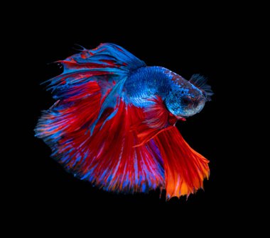 Güzel bahis, yarım ay siyam betta balığını görkemlendirir. Siyah arka planda hareket halindeki balıklarla savaşmak.