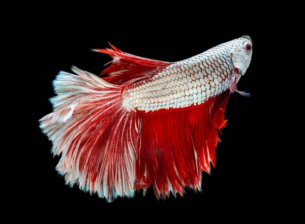 Prachtige Betta Pracht Halve Maan Siamese Betta Vis Vechten Vis — Stockfoto