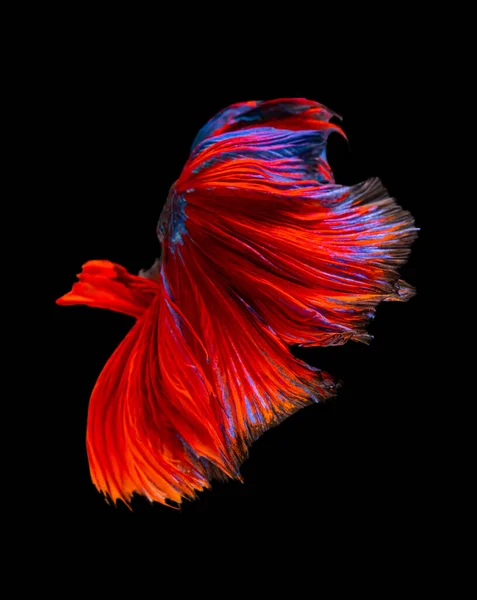 Beautiful Betta Splendens Half Moon Siamese Betta Fish Fighting Fish — Stock Photo, Image